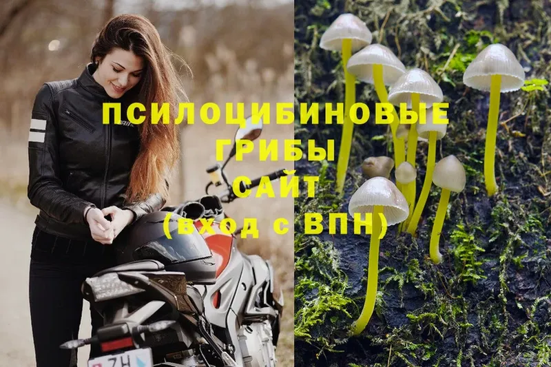 Галлюциногенные грибы Psilocybe  как найти   Новопавловск 